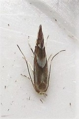 Phyllonorycter propinquinella