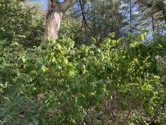 Frangula betulifolia