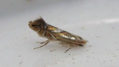 Phyllonorycter propinquinella