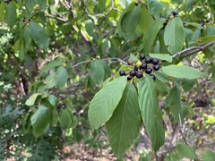 Frangula betulifolia
