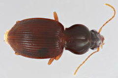 Gastrellarius