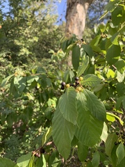 Frangula betulifolia
