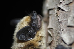 Parastrellus hesperus maximus