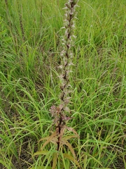 Digitalis lanata