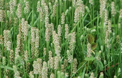 Plantago nivea
