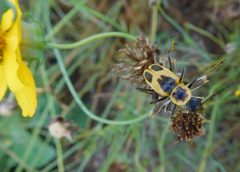 Chauliognathus scutellaris