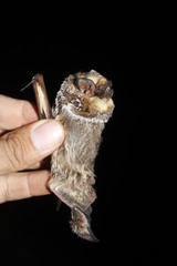 Lasiurus cinereus cinereus