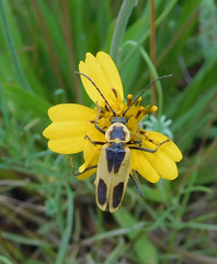 Chauliognathus scutellaris