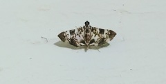 Chabula acamasalis