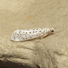 Yponomeuta multipunctella