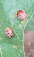 Henosepilachna septima