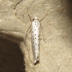 Yponomeuta multipunctella