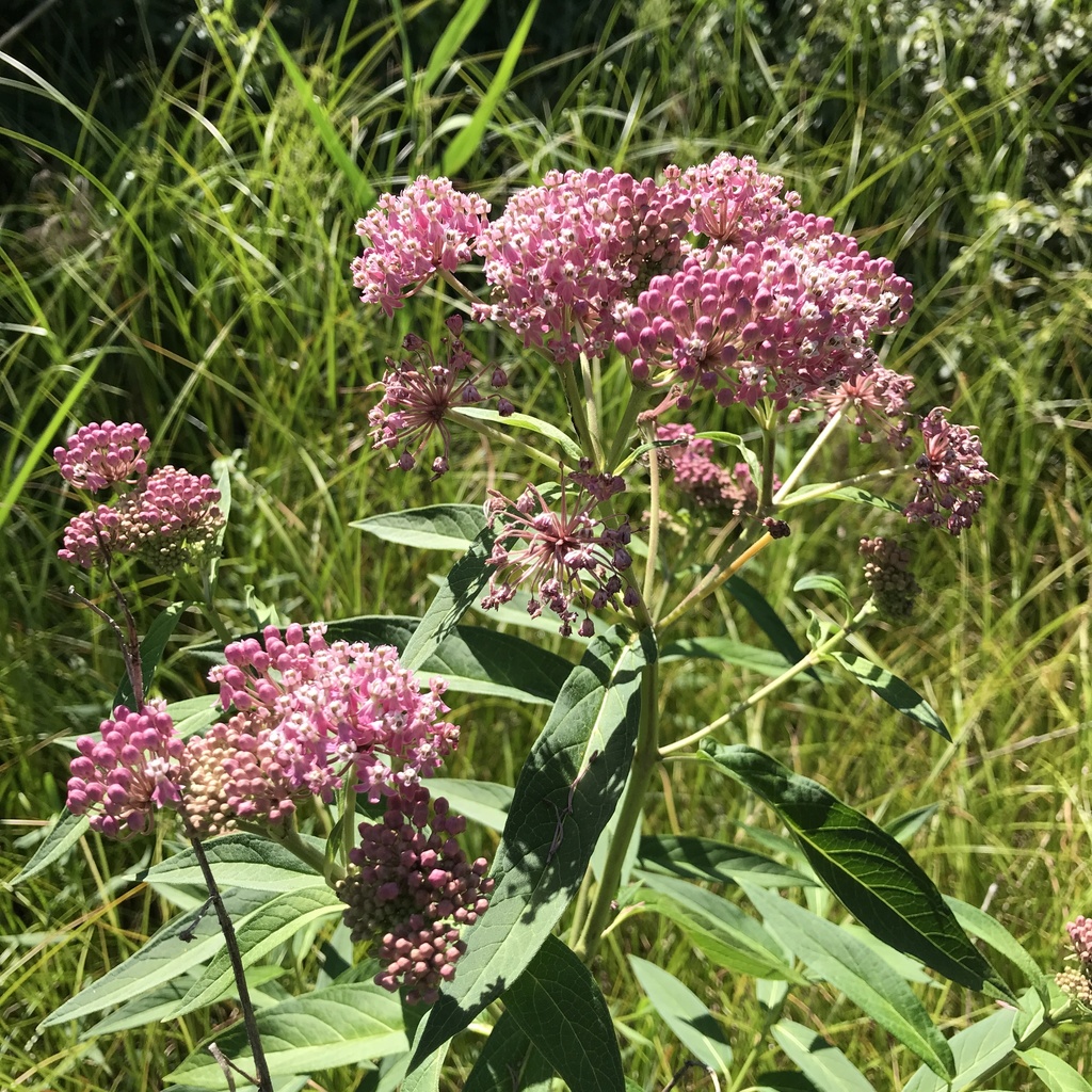 swamp milkweed (Wildflowers of Southeast Michigan) · iNaturalist
