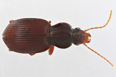 Gastrellarius