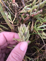 Chloropyron maritimum palustre