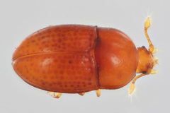 Cerylonidae