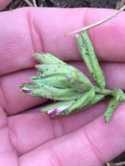 Chloropyron maritimum palustre