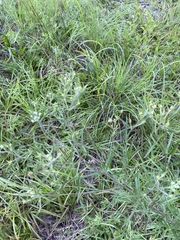 Eupatorium torreyanum