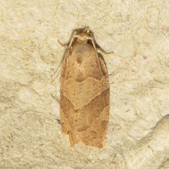 Pandemis lamprosana