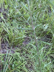 Eupatorium torreyanum