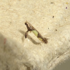 Caloptilia bimaculatella