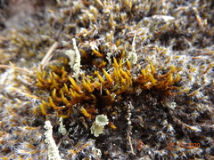 Grimmia ramondii