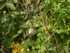 Empidonax albigularis