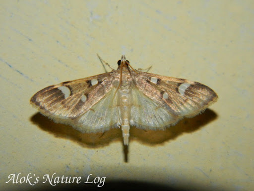 Cotachena nepalensis