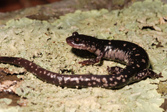 Plethodon fourchensis