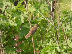 Empidonax albigularis
