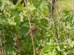 Empidonax albigularis