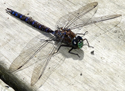 Lake Darner photo 5