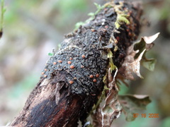 Fuscopannaria pacifica