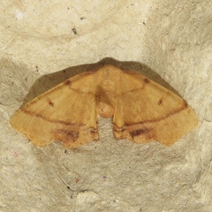 Plagodis phlogosaria