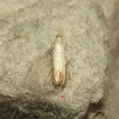 Tischeriidae