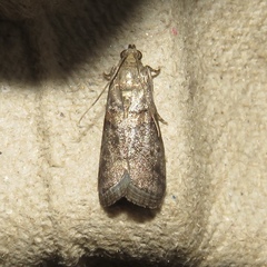 Acrobasis palliolella