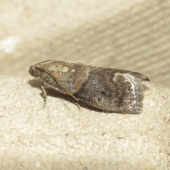 Acrobasis palliolella