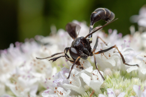 Eastern thick-headed fly