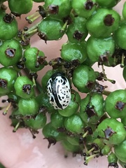 Calligrapha philadelphica