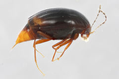 Scaphidiinae