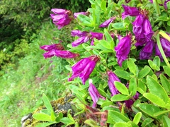 Penstemon cardwellii
