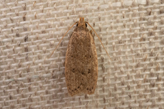 Autosticha kyotensis