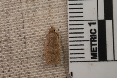 Autosticha kyotensis