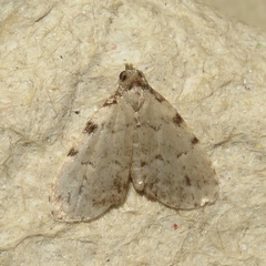 Dyspyralis puncticosta