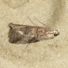 Acrobasis palliolella