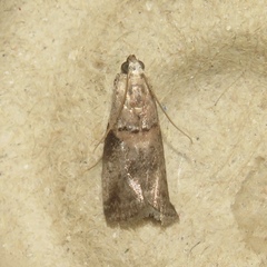 Acrobasis palliolella