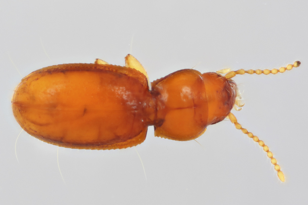 Serranillus
