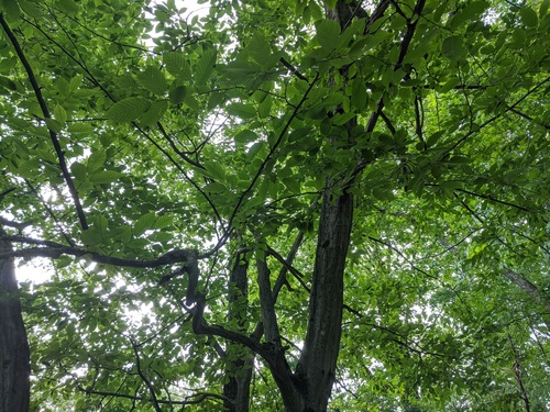 American hornbeam