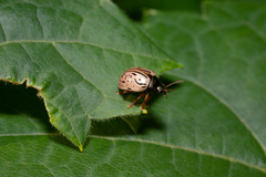 Calligrapha philadelphica
