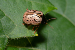 Calligrapha philadelphica